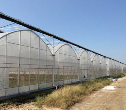 Multi-span greenhouse