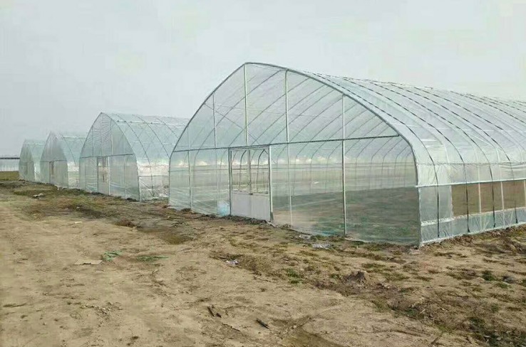 Sunlight greenhouse