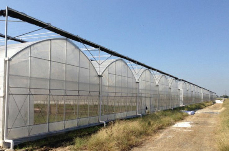 Multi-span greenhouse