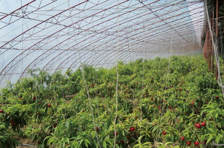 Picking garden of ecological fruits and vegetables